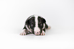 Miniature Bullterrier puppy