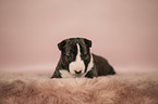 Miniature Bullterrier puppy