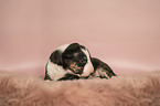 Miniature Bullterrier puppy