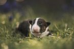Miniature Bullterrier puppy
