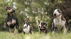 Miniature Bullterrier puppy