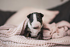 Miniature Bullterrier puppy