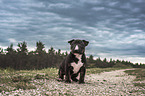 Miniature Bullterrier puppy