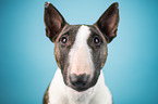 Miniature Bull Terrier Portrait