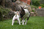 2 Miniature Bull Terrier
