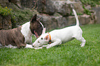 2 Miniature Bull Terrier