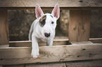 Miniature Bull Terrier Puppy