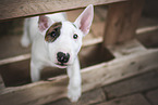 young Miniature Bull Terrier