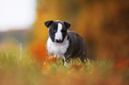 Miniature Bull Terrier Puppy