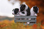 4 Miniature Bull Terrier Puppies