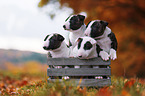 4 Miniature Bull Terrier Puppies