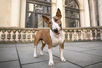 Miniature Bull Terrier in the city