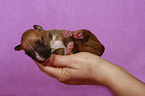 Miniature Bull Terrier Puppy