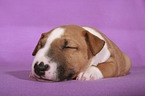 Miniature Bull Terrier Puppy