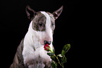 Mini Bull Terrier