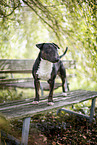 Mini Bull Terrier