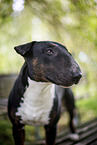 Mini Bull Terrier