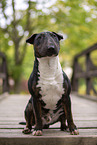 Mini Bull Terrier