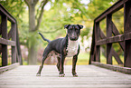 Mini Bull Terrier