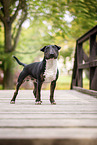 Mini Bull Terrier