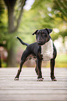 Mini Bull Terrier