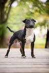 Mini Bull Terrier