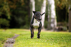 Mini Bullterrier