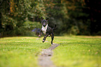 Mini Bullterrier