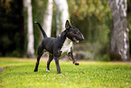 Mini Bull Terrier