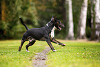 Mini Bull Terrier