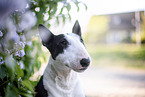 Mini Bull Terrier in syringa