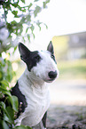 Mini Bull Terrier in syringa