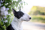 Mini Bull Terrier in syringa