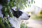 Mini Bull Terrier in syringa