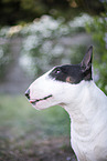 Mini Bull Terrier in syringa