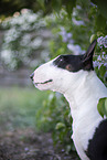 Mini Bull Terrier in syringa