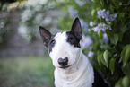 Mini Bullterrier