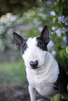 Mini Bull Terrier in syringa