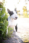 Mini Bull Terrier in syringa