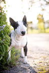 Mini Bull Terrier in syringa