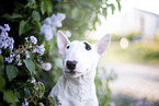 Mini Bullterrier