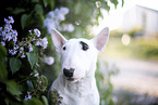 Mini Bullterrier