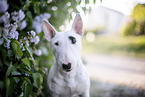 Mini Bullterrier