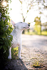 Mini Bull Terrier in syringa