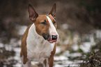 male Miniature Bullterrier