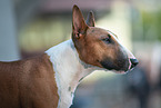 male Miniature Bullterrier