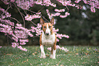 male Miniature Bullterrier