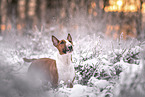 male Miniature Bullterrier