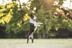 adult Miniature Bull Terrier