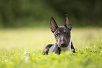 Miniature Bullterrier Puppy